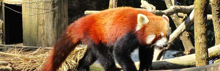 Padmaja Naidu Himalayan Zoological Park