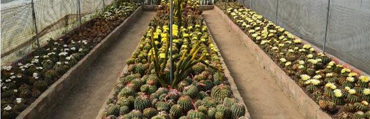 Kalimpong Cactus Nursery