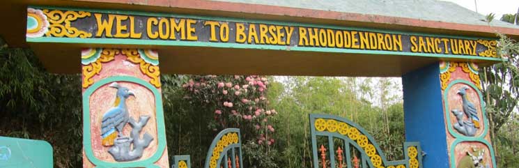 Varsey Rhododendron Sanctuary